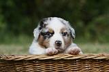 BERGER AUSTRALIEN PUPPIES 363